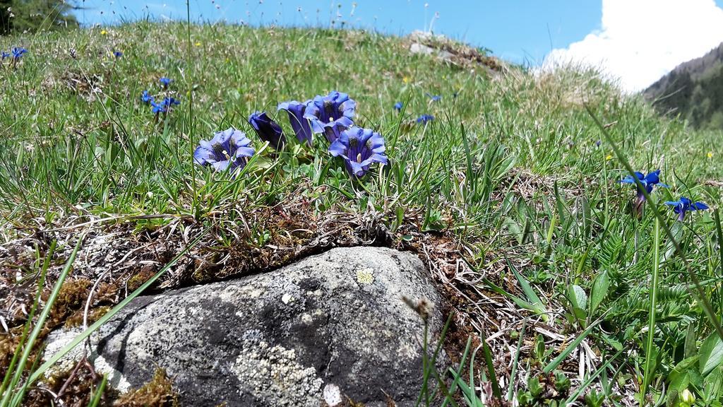 Gaestehaus Zedlacherhof Matrei in Osttirol Zewnętrze zdjęcie